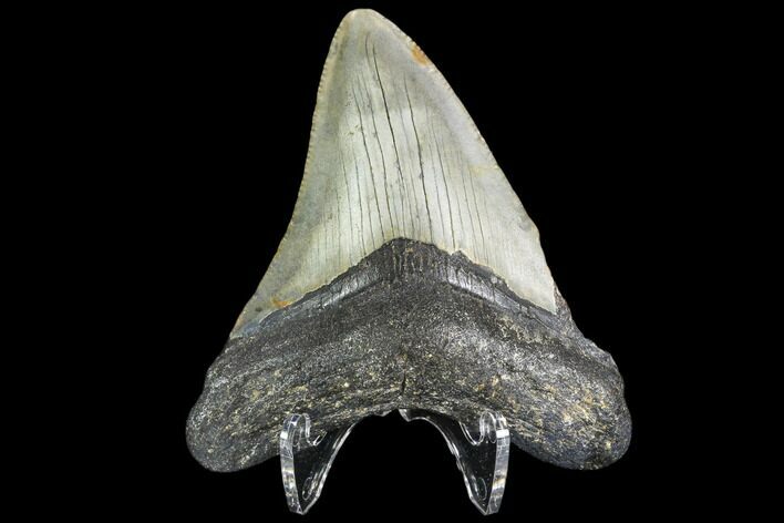 Fossil Megalodon Tooth - North Carolina #109044